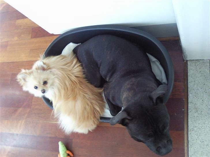 Lettere dumme hunde Diverse hund Fotos fra (¯'·.¸Channie¸.·'´¯)